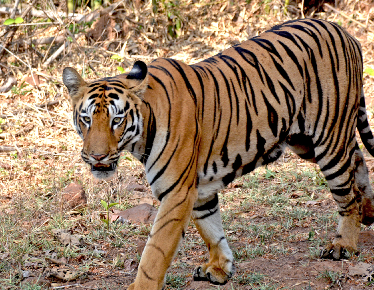 Jokhon Bagh Dekhe Dekhe Klanto Hoye Jete Hoy