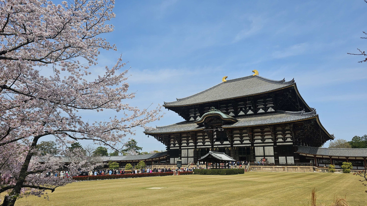 Basante Cherry Phuler Desh Japane