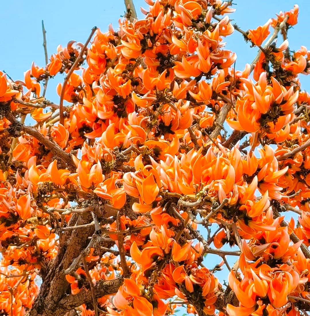 Palasher Desh Duarsini